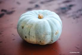 Neues thema thema drucken thema merken thema abonnieren hilfe!! Welche Kurbisse Sind Essbar 30 Leckere Kurbissorten