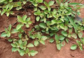 Image result for Acanthospermum australe