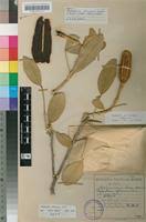 Image result for Thilachium africanum