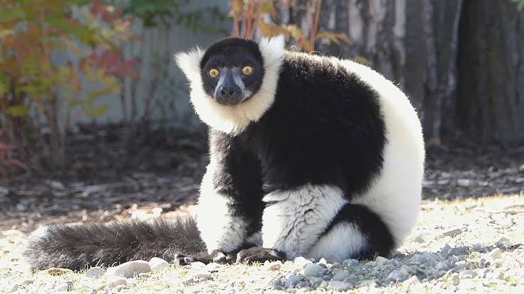 black and white ruffed lemur scientific name