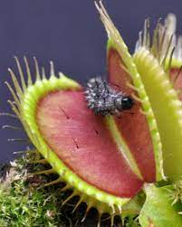 The goal is to separate the leaf with a small portion of the rhizome in its base. Venus Flytrap Exploits Plant Defenses In Carnivorous Lifestyle