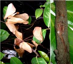 The fungus botryosphaeria causes limb dieback. Symptoms A Twig Dieback And B Canker Associated With Gummy Download Scientific Diagram