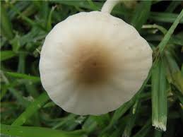 Image result for Conocybe lactea