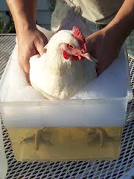 Start by cleaning the face with damp cotton balls or washcloths. 11 Uses For Vinegar Around The Coop Community Chickens