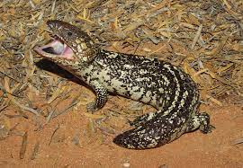 We did not find results for: The Iconic Australian Shingleback Skink In The Wild And In Captivity Reptiles Magazine