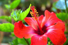 The Hibiscus Flower Reviving Its Purpose In Landscape Horticulture Fragrant Flowers Hibiscus Flowers Hibiscus Rosa Sinensis