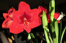 Molte persone scelgono nomi strani per il proprio cane, i nomi stranieri più disparati. Hippeastrum Ippeastro