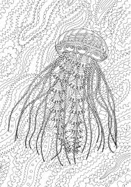 Detailed flowers coloring pages for adults if you follow my blog regularly, you'll notice that some time ago i published a post about flowers coloring pages. High Detailed Jellyfish For Adult Antistress Coloring Page Black Royalty Free Cliparts Vectors And Stock Illustration Image 141044932