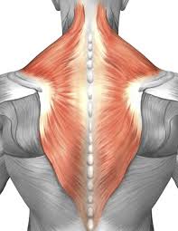 The human back, also called the dorsum, is the large posterior area of the human body, rising from the top of the buttocks to the back of the neck. The Best At Home Back Workouts For Health And Muscle Growth