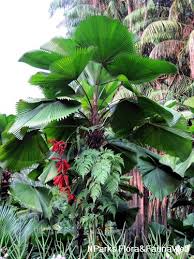 Image result for Licuala grandis