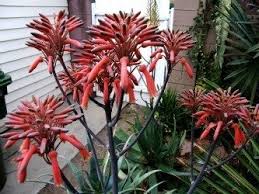 Image result for Aloe cameronii × greatheadii