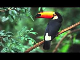 A tropical rainforest typically has a number of layers, each with different plants and animals adapted for life in that particular area. Tropical Rainforest Biome Youtube