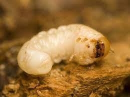 Have Grubs Invaded Your Lawn Learn How To Get Rid Of Grubs The Larvae Of Japanese Beetles Oriental Beetles Or Chafers Garden Grubs Lawn Care Garden Insects
