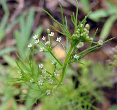 Image result for Apium leptophyllum