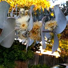 Image result for Eucalyptus