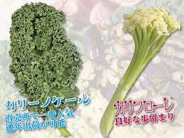 野菜と花の品種開発 種苗メーカートキタ種苗公式サイトのおしらせ一覧ページ