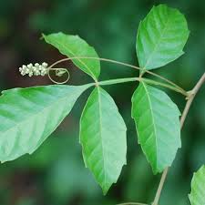 Image result for Paullinia pinnata