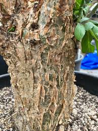 Image result for Sesamothamnus lugardii