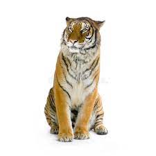 tiger sitting in front of a white background all my pictures are taken in a ph ad front white tiger sitting photo tiger images tiger tiger face