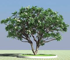 3d Frangipani Tree Model Frangipani Tree Plumeria