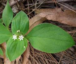 Image result for Richardia brasiliensis