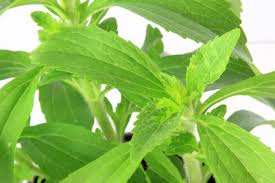 La stévia remplace efficacement le sucre car elle a un pouvoir sucrant 300 fois plus fort que ce dernier et elle ne comporte pas de calories. Stevia Culture Utilisation Et Bienfaits Pour La Sante