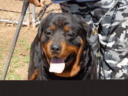 Hundreds of satisfied dkv rottweilers reviews. Rottweiler Puppies Sale Raleigh Nc 6406 Hoobly Us