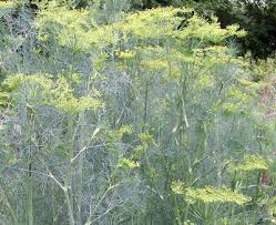 Image result for Agelanthus longipes
