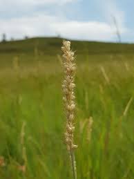 Image result for Setaria incrassata
