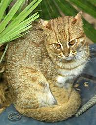 Pin Su Wild Cats