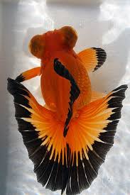 A fluval 406 will cost you more than 200 us dollars in store. Fantailgoldfish Butterfly Tail Goldfish Aquarium Fish Goldfish Pet Fish