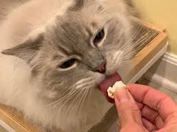 Furthermore it can cause a lot of health problems like diabetes, high blood pressure and colic. Can Cats Eat Popcorn Is Popcorn Safe For Cats To Eat Floppycats