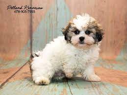 Puppies can sleep up to 18 hours a day as their growing body needs the rest, and the same goes for seniors, which can snooze 16 to 18 hours a day with ease. 10 Things You Should Know About Shih Poo Puppies Petland Mall Of Georgia
