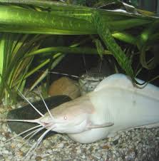 Biasanya, lele menjadi kanibal karena tak ada makanan lain dan faktor perbedaan ukuran. Cara Budidaya Ikan Lele Putih Lele Bule Albino Clarias Catfish Untuk Pemula