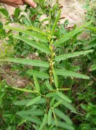 Image result for Chamaecrista mimosoides