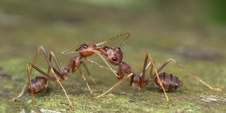 Wichtig ist aber, dass sie sich vorher über. Ameisen Bekampfen Die Besten Hausmittel Das Haus