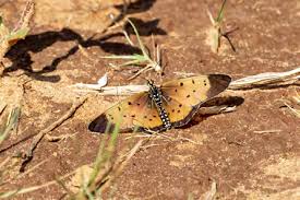 Image result for Plicosepalus amplexicaulis