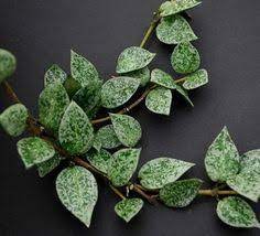 Rare hoya hybrid with spectacular silver foliage. Image Result For Hoya Silver Dollar Plants Planting Flowers House Plants