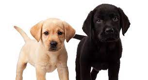 Period of awakening of senses (3 to 4 weeks) 9 Week Old Puppy Schedules And What To Expect