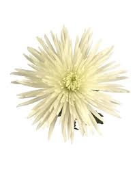 Maybe you would like to learn more about one of these? Market Wholesale Fuji Mums Fort Myers Florist