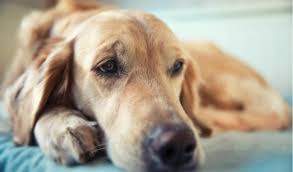 Dogs, cats, and ferrets can get splenic diseases, although it is much more of a problem in dogs. Hemangiosarcoma In Dogs Petcoach