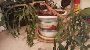 Much as other cacti, the plant does not produce any leaves. Cactus And Succulents Forum Unhealthy Christmas Cactus Please Help Garden Org