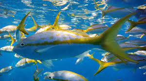 How To Fish For Yellowtail Snapper In The Florida Keys Youtube Beginnersfishingrod Fish Catching Fish Night Fishing