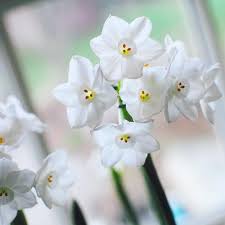 Mara Grower Dreamer On Instagram First Paperwhites Of The Season Inbal One Of My Favorites Tons Of Flowers P Beautiful Flowers Paperwhites Flowers