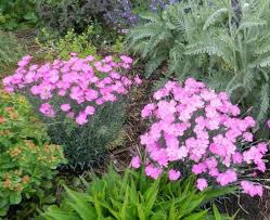 Each of the 5 petals have serrated edges, looking as if they have been trimmed with pinking shears, hence the common name 'pinks'. Dianthus A Flawless Perennial For Every Garden Powerful Perennials