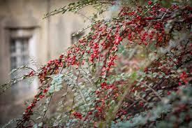 Image result for Cotoneaster