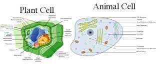 Pin By Jason Hector On Afrikaans Language In 2021 Plant And Animal Cells Animal Cell Cell Parts