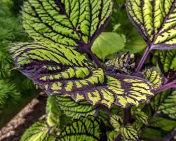 Where the growing season is long, pinch the tips of the stems regularly to encourage branching and compact growth. Coleus Coleus Scutellarioides Fishnet Stockings In The Coleus Database Garden Org
