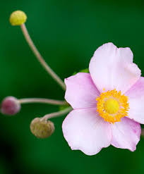 Herfstanemoon Robustissima Deze Herfstanemoon Anemone Tomentosa Robustissima Is Uitermate Geschikt Voor Achter In D Bloementuin Tuinplanten Roze Bloemen