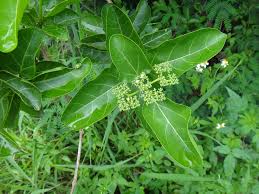 Image result for Premna tanganyikensis